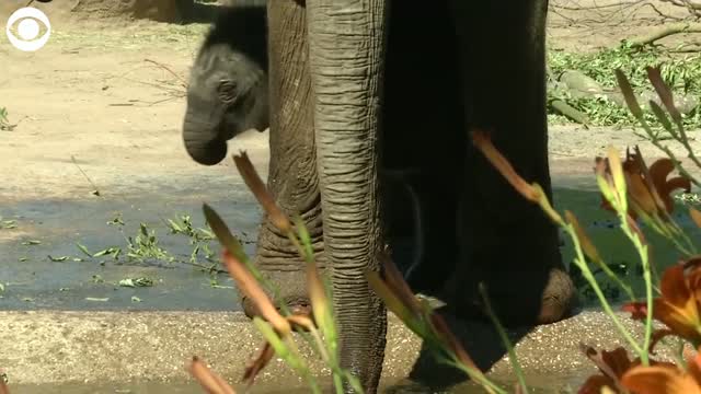 Watch: Newborn Elephant Explores Enclosure At The Cologne Zoo in Germany