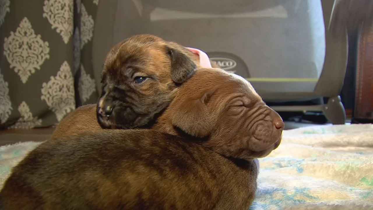 Abandoned Puppies Rescued After Being Left To Freeze In NW OKC Walmart Parking Lot