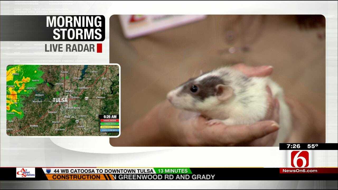 Wild Wednesday: A Jumbo Rat From The Tulsa Zoo Visits 6 In The Morning