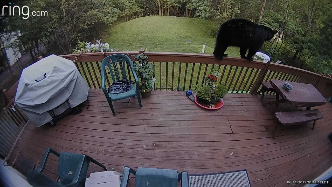 WATCH: Bear Helps Himself To Hummingbird Feeder