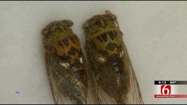 Expert Explains How To Identify Types Of Cicadas By Their Sounds