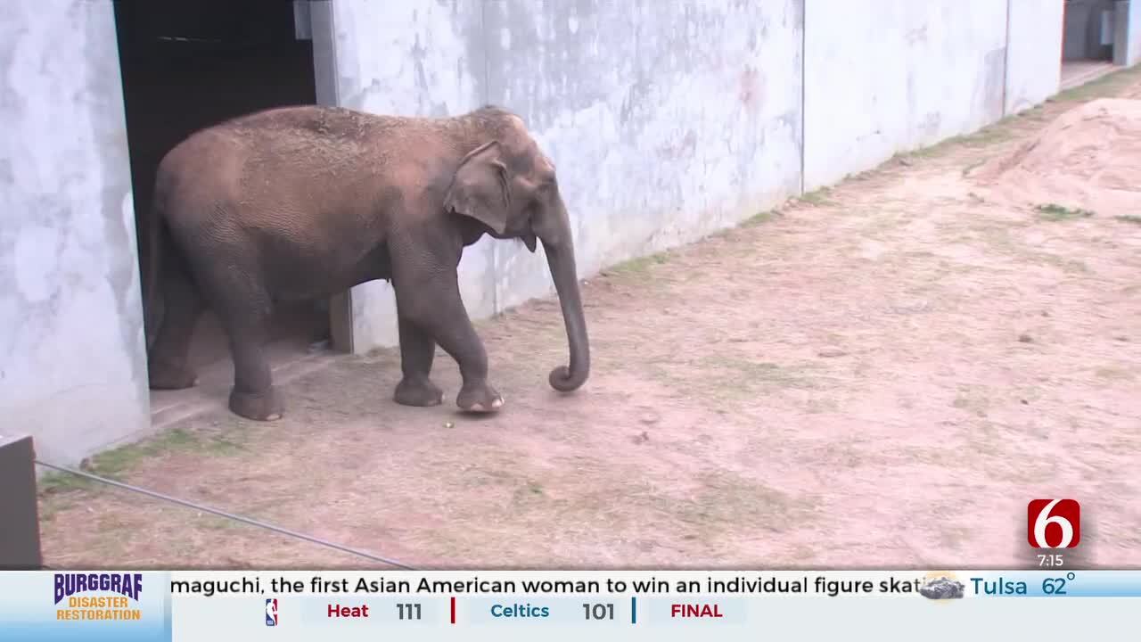 New Barn At Tulsa Zoo Creates More Space For Elephants