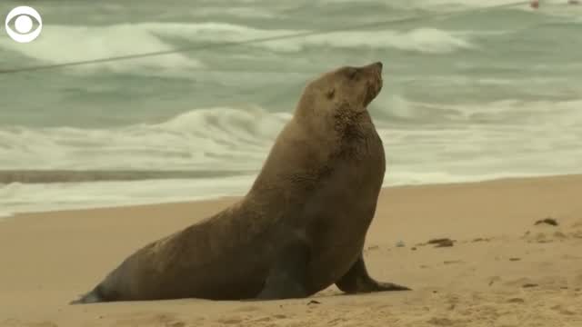 Watch: Seal Lounges On Australian Beach