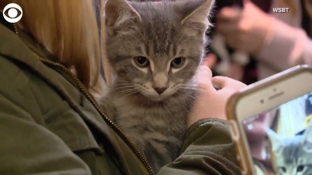 ADORABLE: A College Brought In Kittens To Help Students With Finals Stress