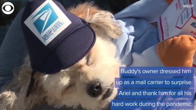 WATCH: A Dog & A Mailman Develop A Friendship During Pandemic