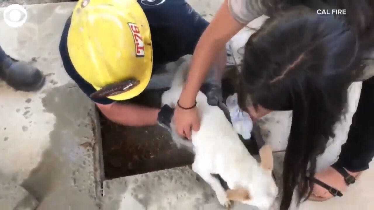 Firefighters Rescue Dog Stuck Under Patio