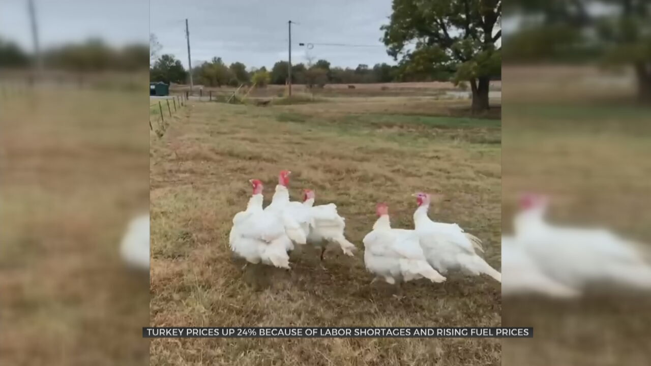 Local Turkey Farmers Facing Obstacles For Thanksgiving Season 