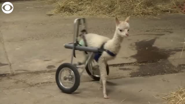 WATCH: Meet The Three Legged Baby Alpaca On Wheels