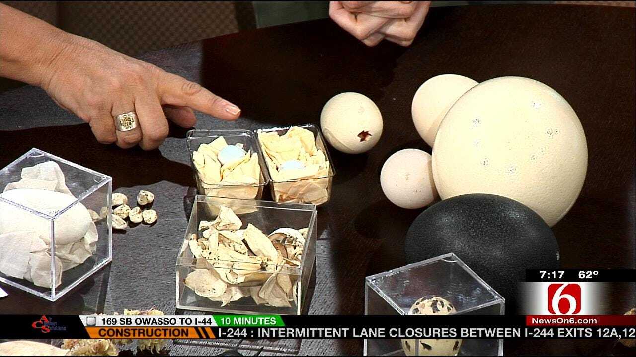 Wild Wednesday: Egg-Citing Information From The Tulsa Zoo