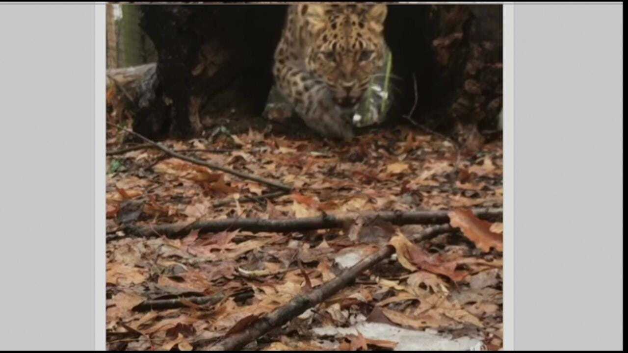 Kansas City Zookeeper Gets Video (And Audio) Of Hungry Amur Leopard