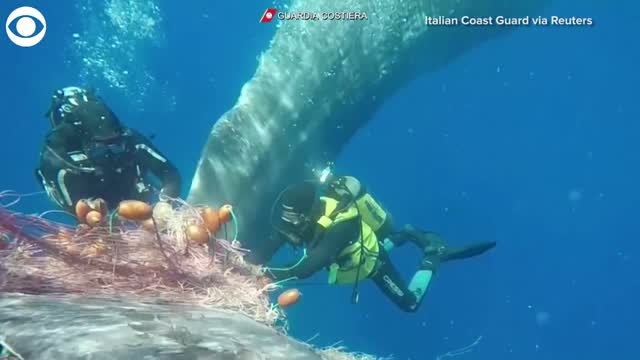 Watch: Whale Rescued From Fishing Net 