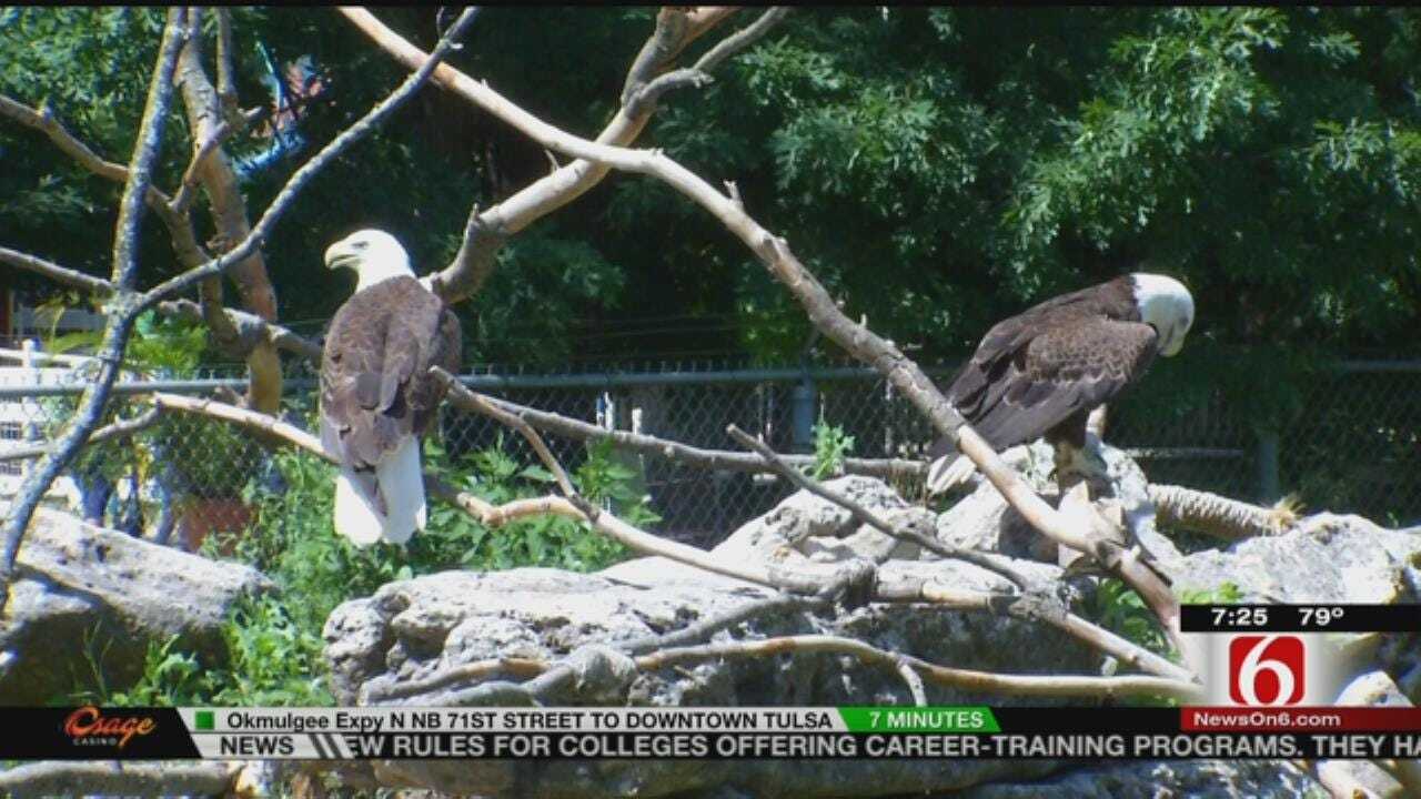 Wild Wednesday: Rescued Bald Eagles At Tulsa Zoo