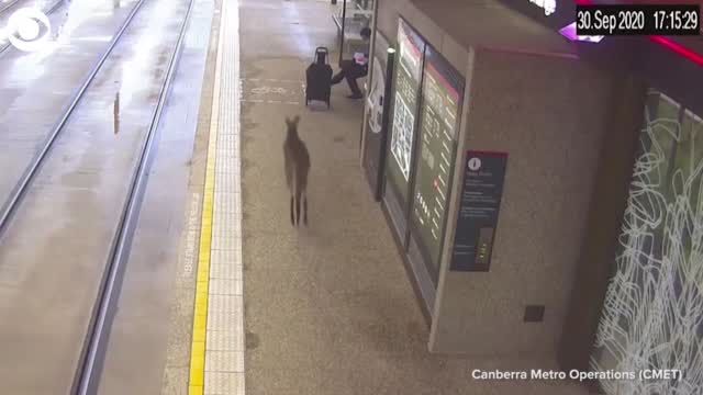 Watch: Kangaroo Hops Through Australian Train Station