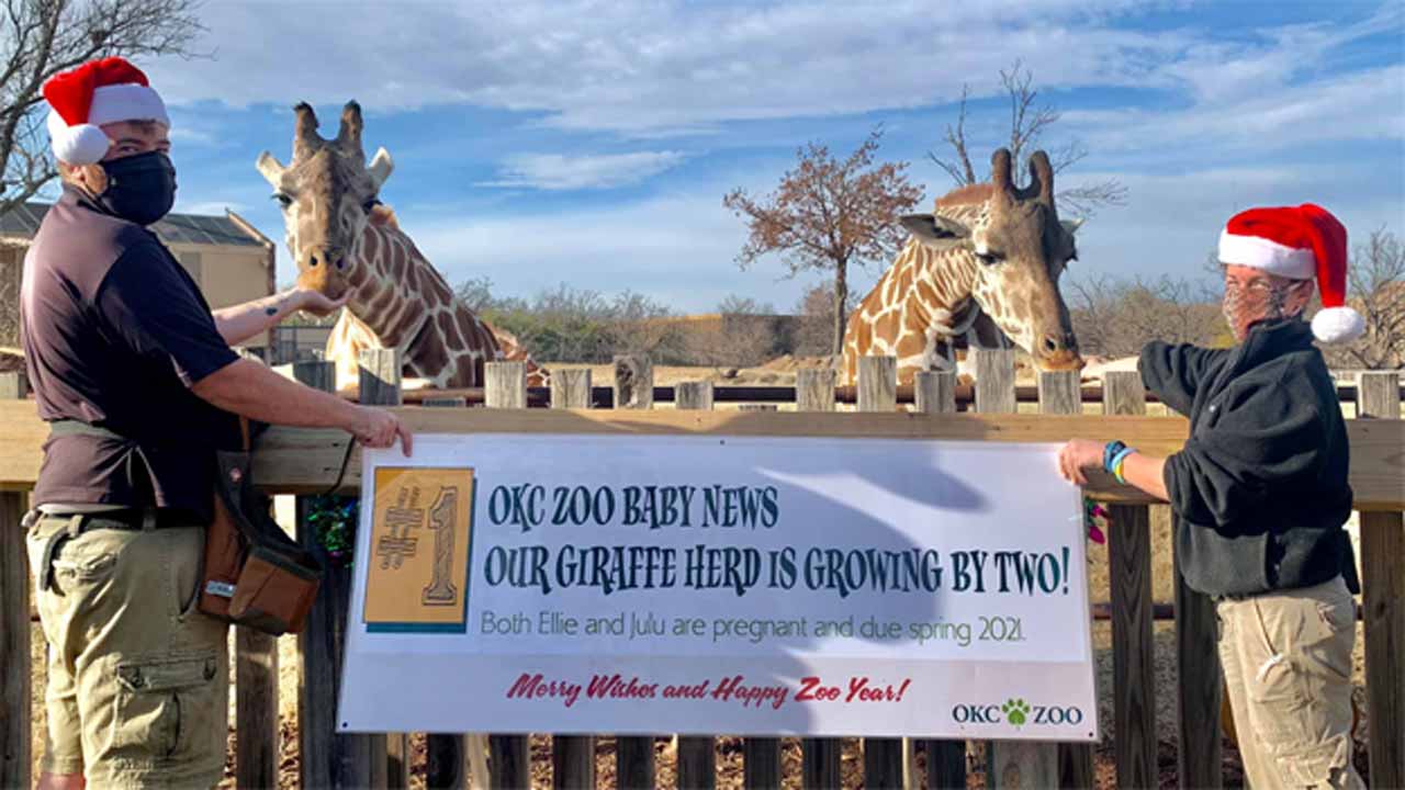 OKC Zoo Will Welcome 2 New Baby Giraffes In 2021