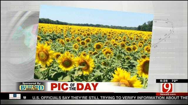 Pic Of The Day: Sunflower Field In Harrah