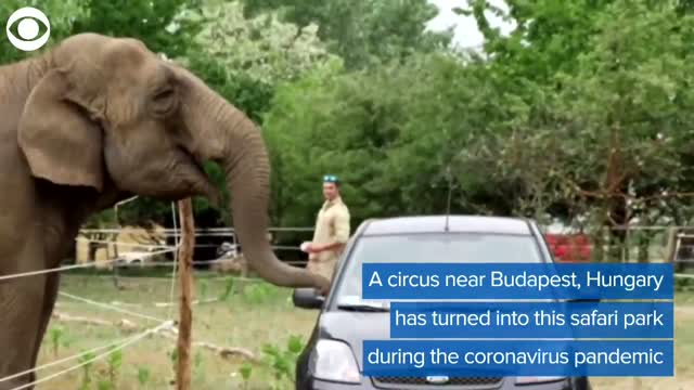 WATCH: Circus Becomes Safari Park During COVID-19 Pandemic