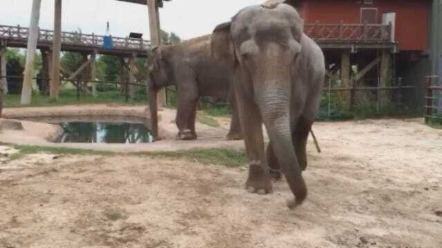 WEB EXTRA: Seattle Elephants Arrive At OKC Zoo
