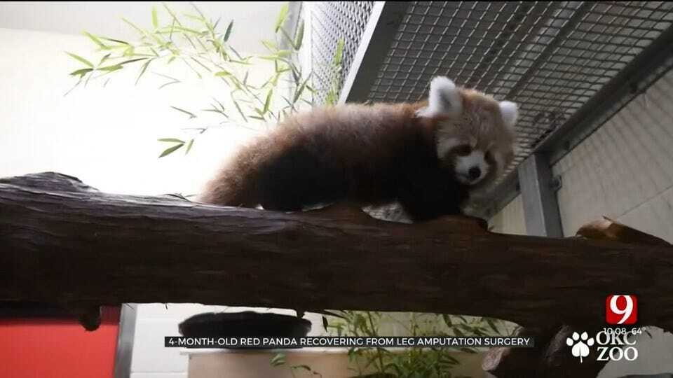 OKC Zoo’s 4-Month-Old Red Panda Cub Recovering From Leg Amputation