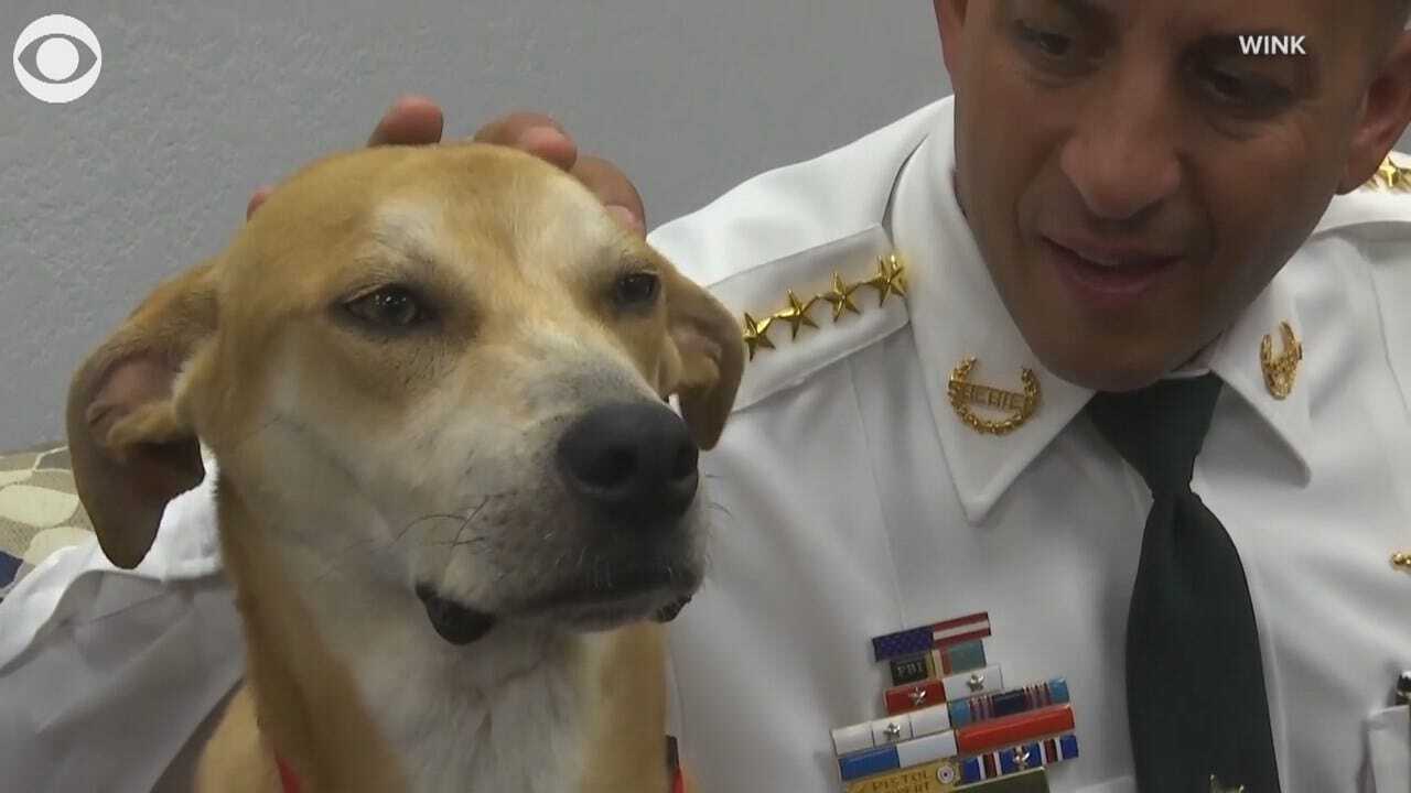 Abused Dog Gets Second Chance With Sheriff's Department