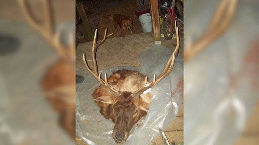 Suspected Elk Poacher Arrested By Game Wardens