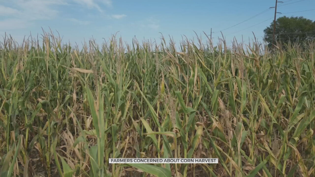 Green Country Farmers Concerned About Upcoming Corn Harvest
