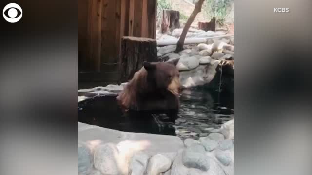 Watch: Bear Takes A Dip In California Pool