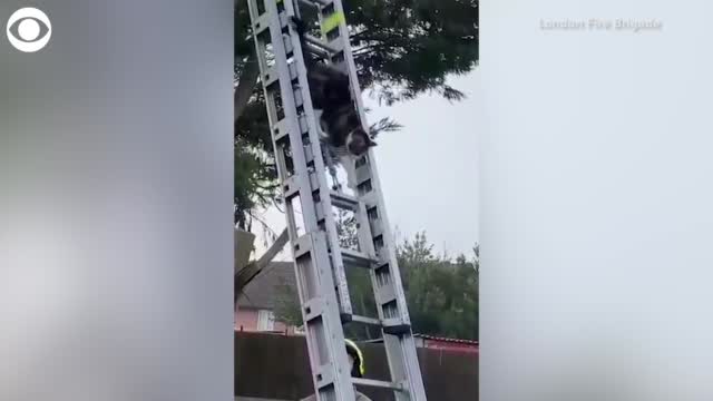 Watch: Cat Rescues Itself From A Tree In The U.K.