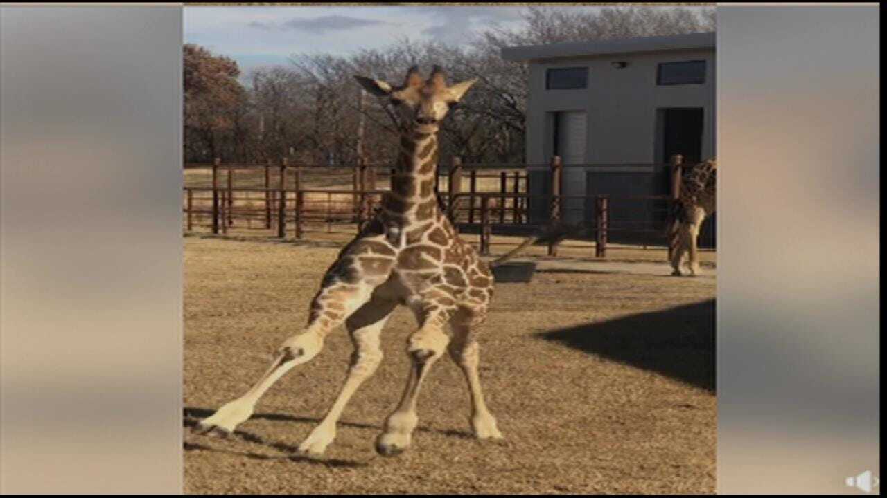 Tulsa Zoo: Ohe The Baby Giraffe Visits Main Yard For First Time