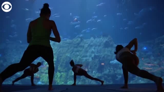 Watch: Theme Park Guests Do Yoga Surrounded By Sea Life