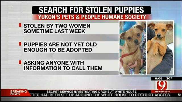 Reward Offered To Help Locate Puppies Reportedly Stolen From Yukon Rescue