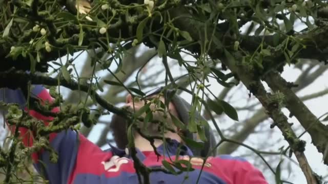 Mistletoe Sales Are Down Due To Pandemic