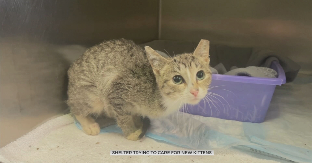 Animal Rescue Foundation Trying To Care For Sick Cats
