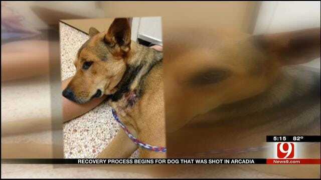 Dog Recovering From Gunshot Wound Gets Overwhelming Support