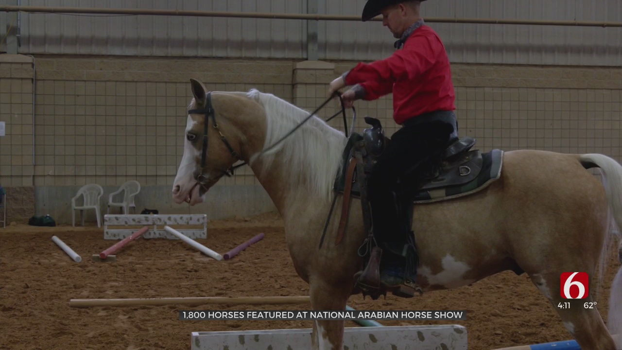 Watch: More Than 1,800 Horses Featured At National Arabian Horse Show 