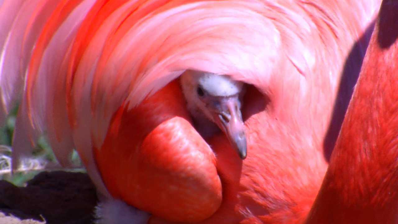 Wild Wednesday: Flamingo Baby At Tulsa Zoo