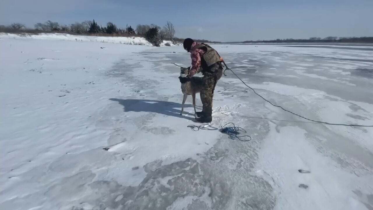 Oklahoma Game Warden Rescues Deer Stranded On Ice