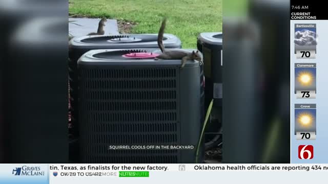 Watch: Squirrel Finds Unique Way To Stay Cool