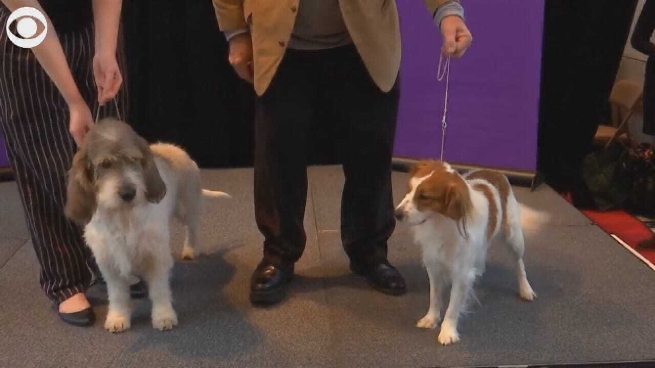Annual Westminster Kennel Club Dog Show Adding Two New Breeds