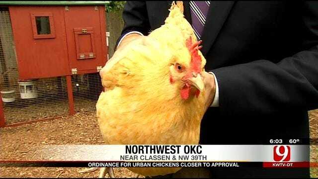 Ordinance For Urban Chickens Closer To Approval
