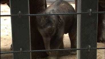 Say Cheese: OKC Zoo’s Elephant Calf Caught On Tape