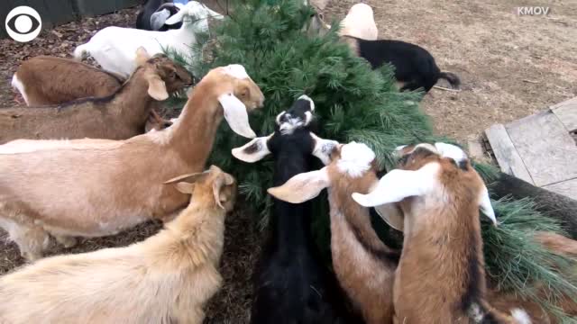 Watch: Missouri Farm 'Recycles' Christmas Trees As Snack For Goats