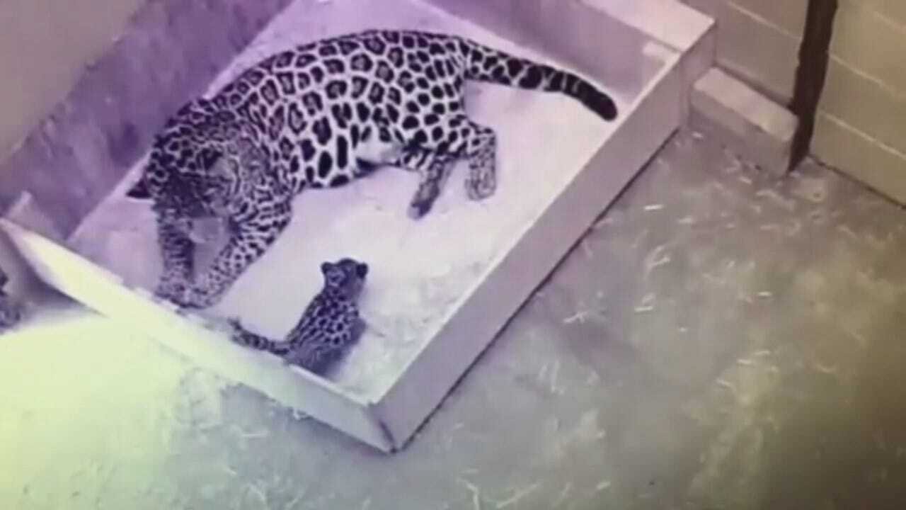 First Look At The Tulsa Zoo's Baby Jaguar