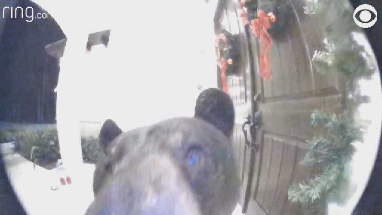 Curious Bear Rings Doorbell