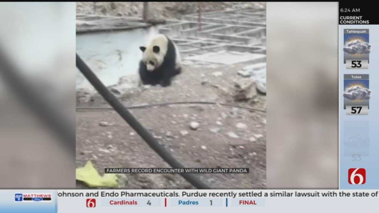 Wild Giant Panda Caught On Camera