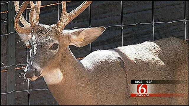Rogers County Deer Farmer Says Someone Cut Fence, Shot 2 Deer