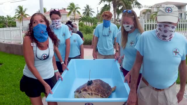 Watch: Sea Turtle Returns To Ocean