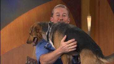 Radar The Weather Dog And Travis Meyer Talk Pet Adoption