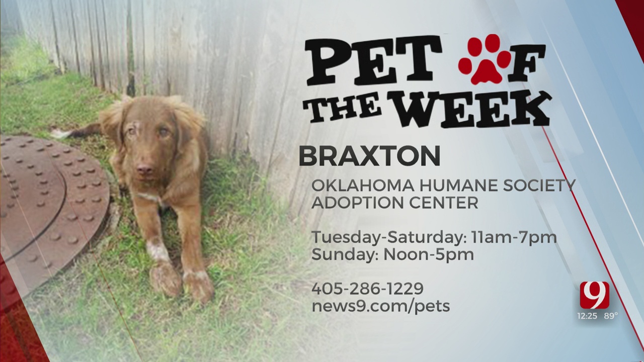 Pet of the Week: Braxton