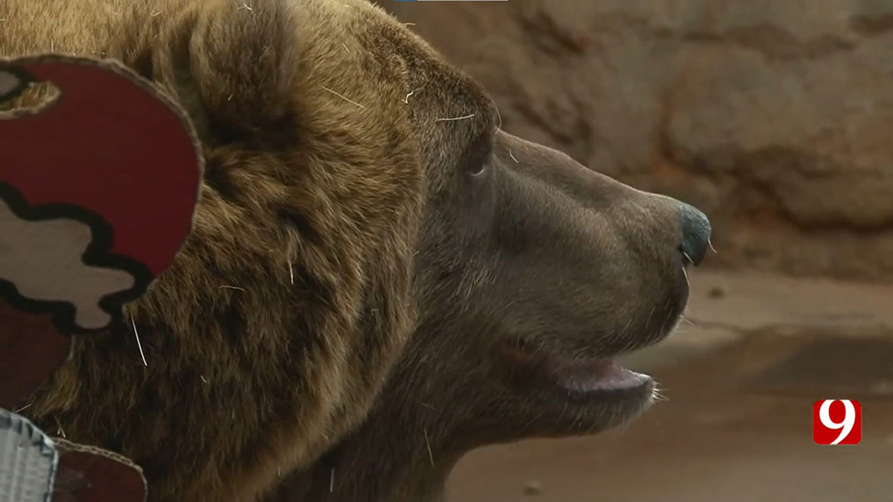 OKC Zoo Bears Used As Predictors For Groundhog Day