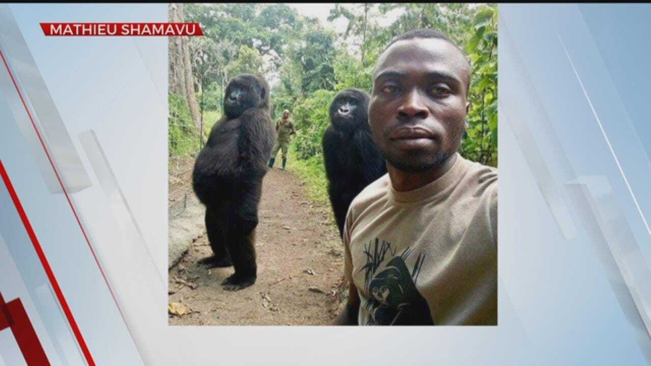 WATCH: Park Ranger Takes Selfie With Two Young Gorillas